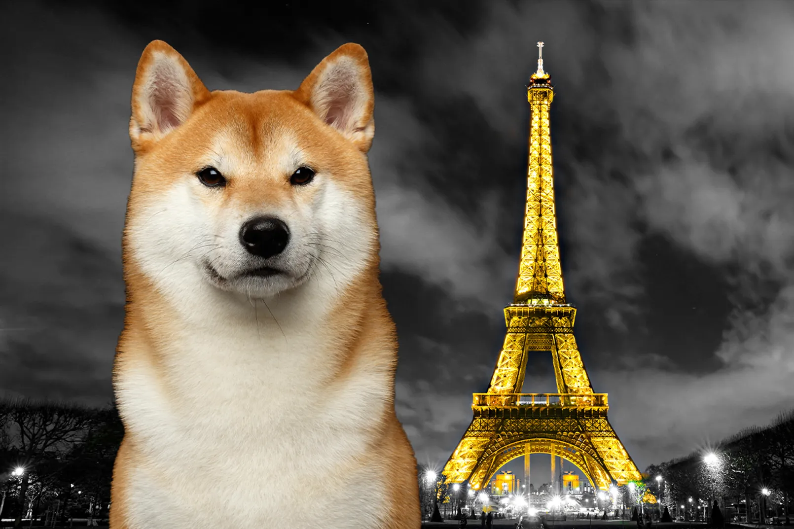 Shib Paris.jpg