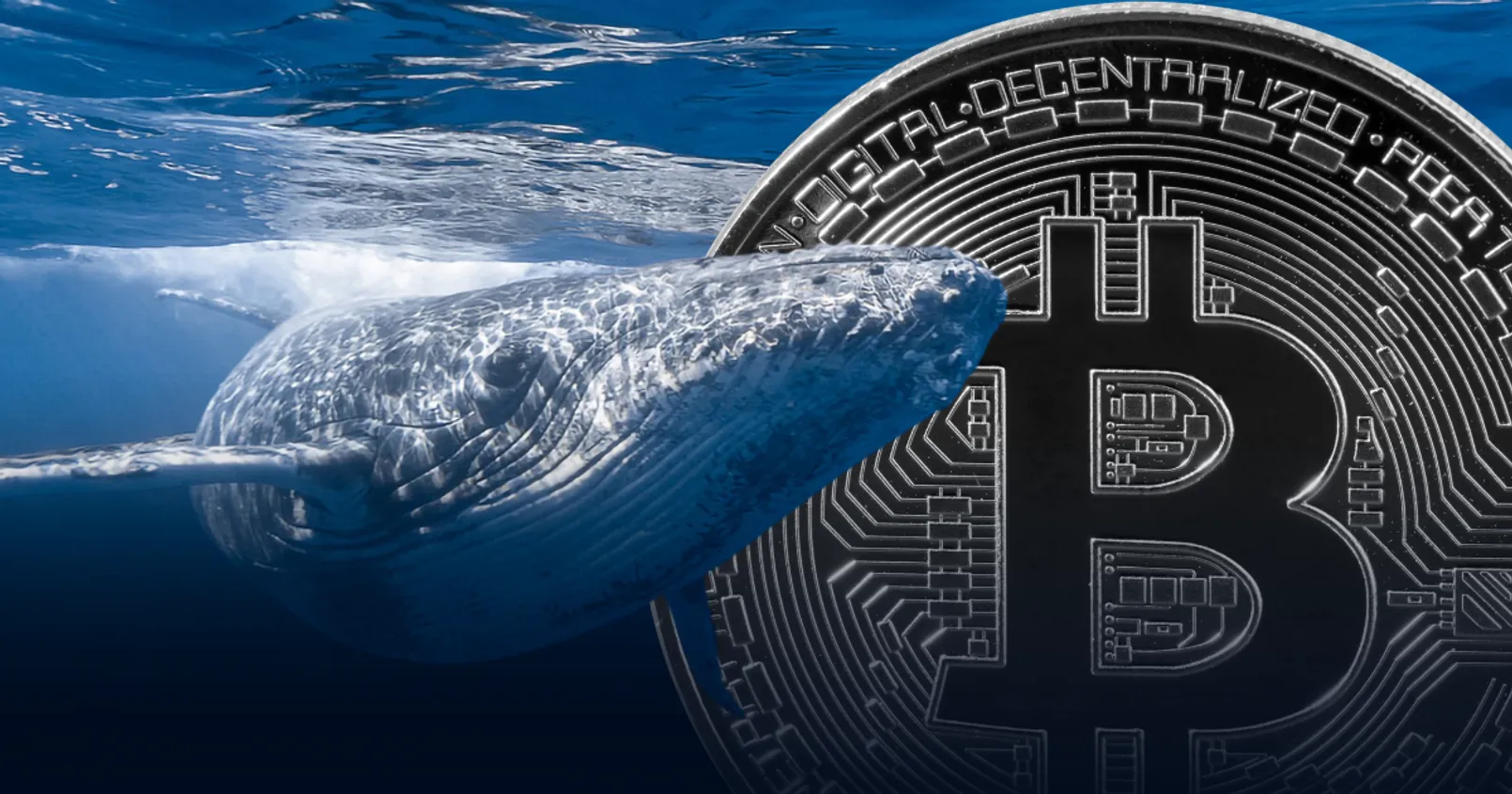 พบวาฬอายุมากกว่า 10 ปี โยก 1,400 BTC