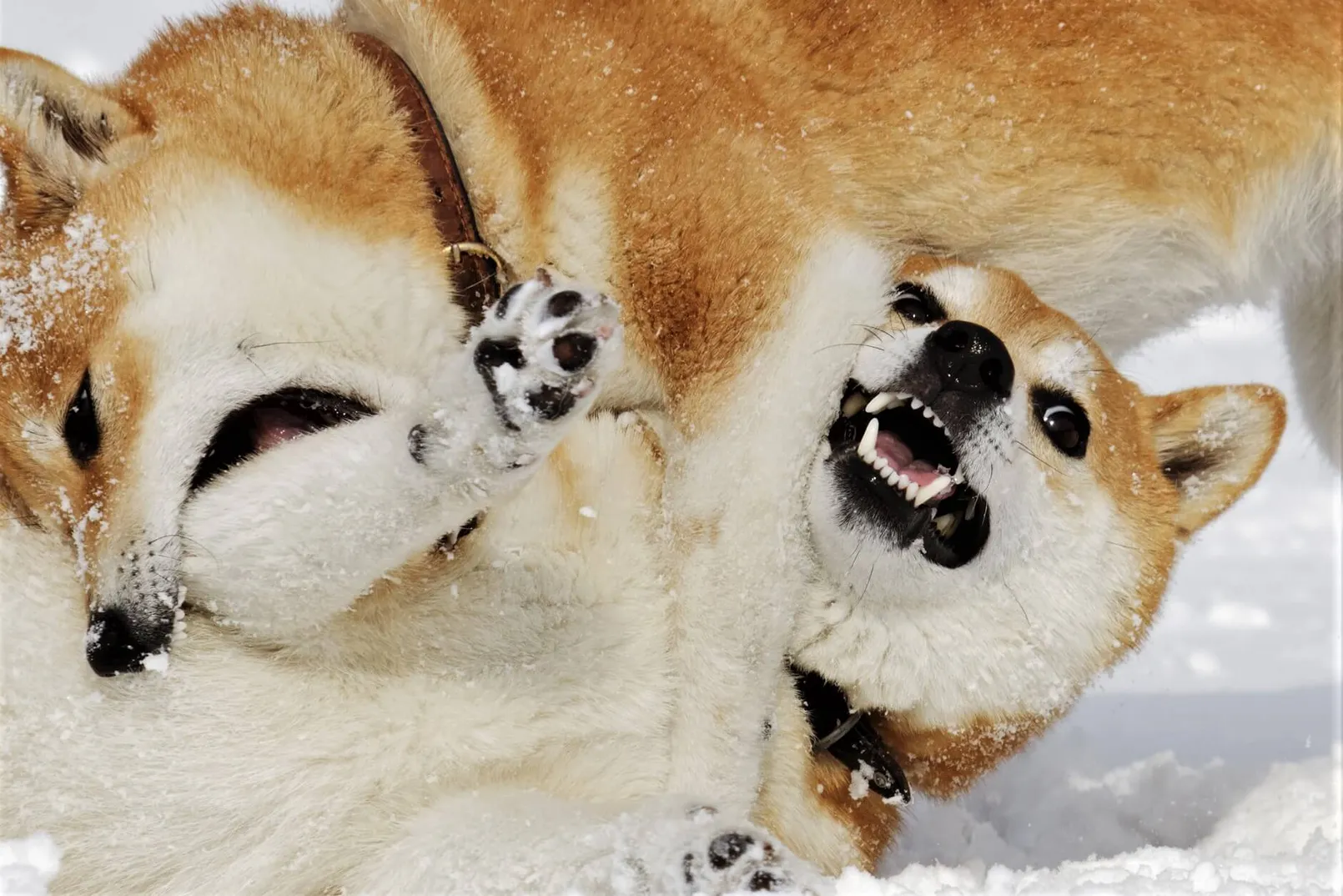 Shib Vs Doge.jpg