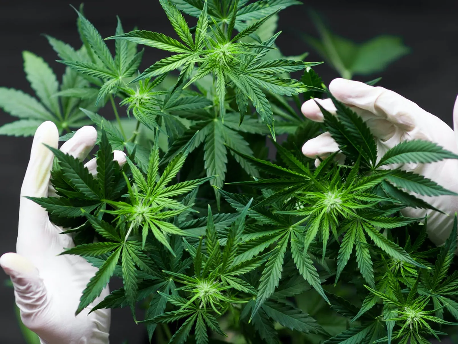 Cannabis.jpg