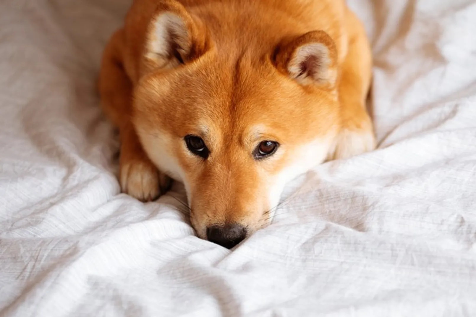 Shib.jpg