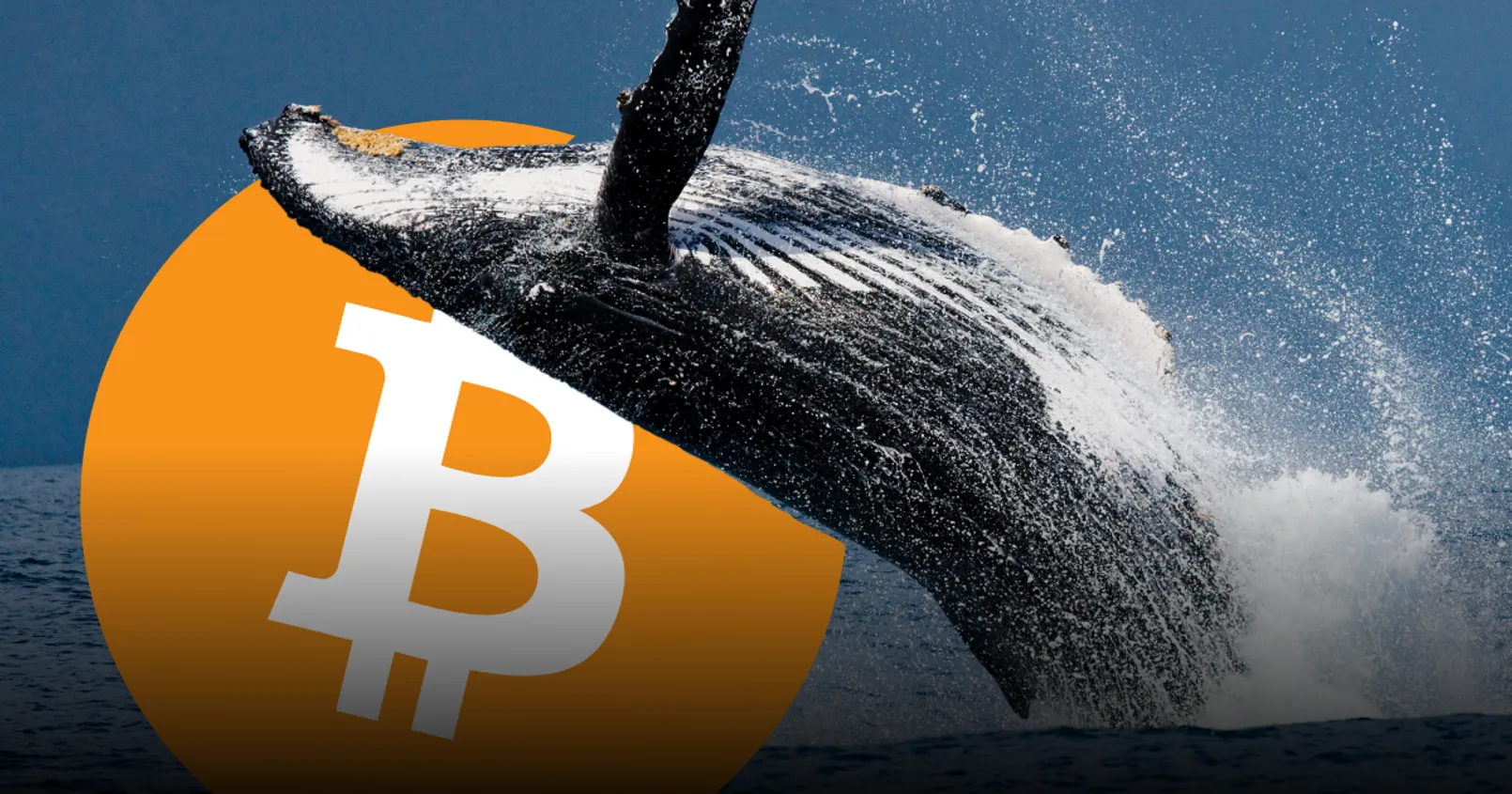 พบ 3 สัปดาห์ ‘วาฬ’ กวาดเพิ่มไปแล้ว 71,000 BTC! แม้ตลาดยังคง '่น่าเบื่อ' ราคานิ่งสนิท 30,000 ดอลล์