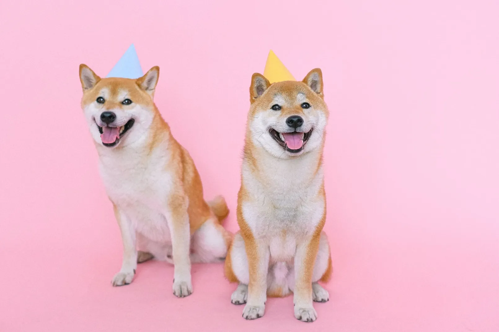 Shiba Inu Coin Shib Dogecoin Killer.jpg