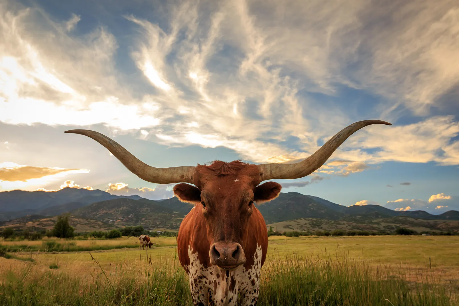 Longhorn Bull Adobe Stock 184762633.jpg