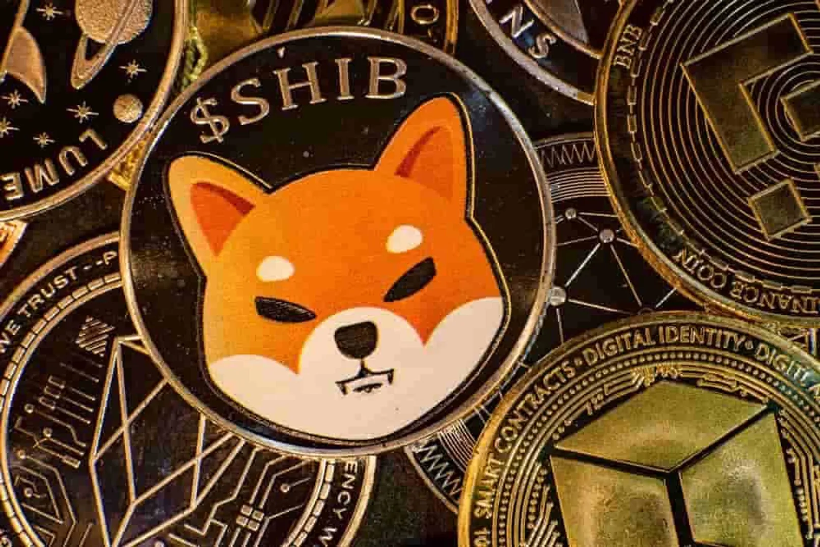 Shib.jpeg