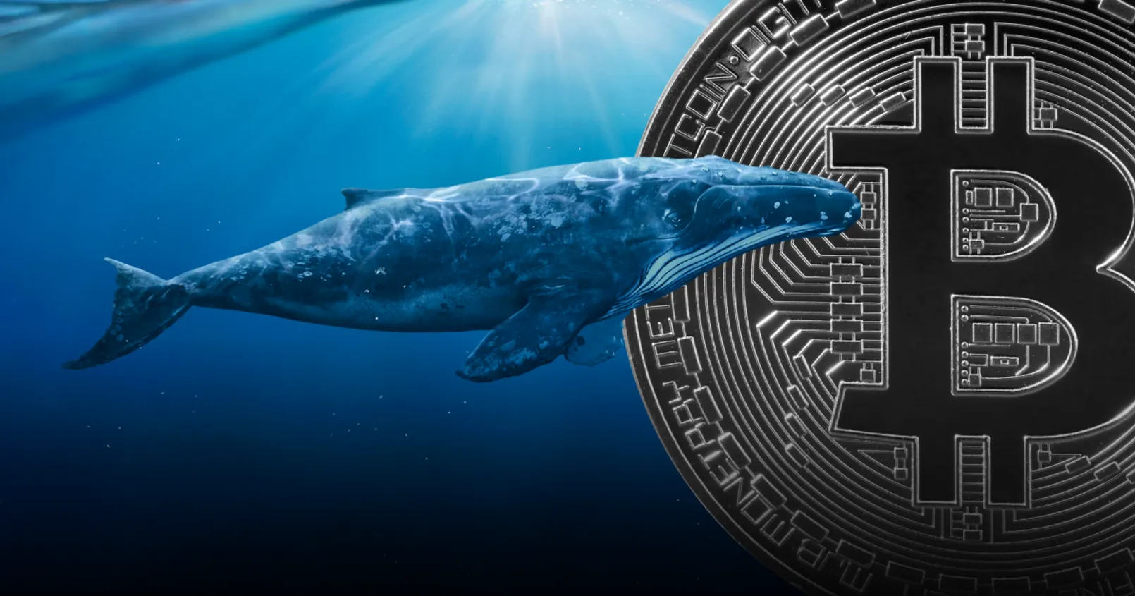 รายงานเผย ‘วาฬ’ Bitcoin ขนาดกลาง มีจำนวนเพิ่มขึ้นอย่างมาก ในช่วงสัปดาห์ที่ผ่านมา