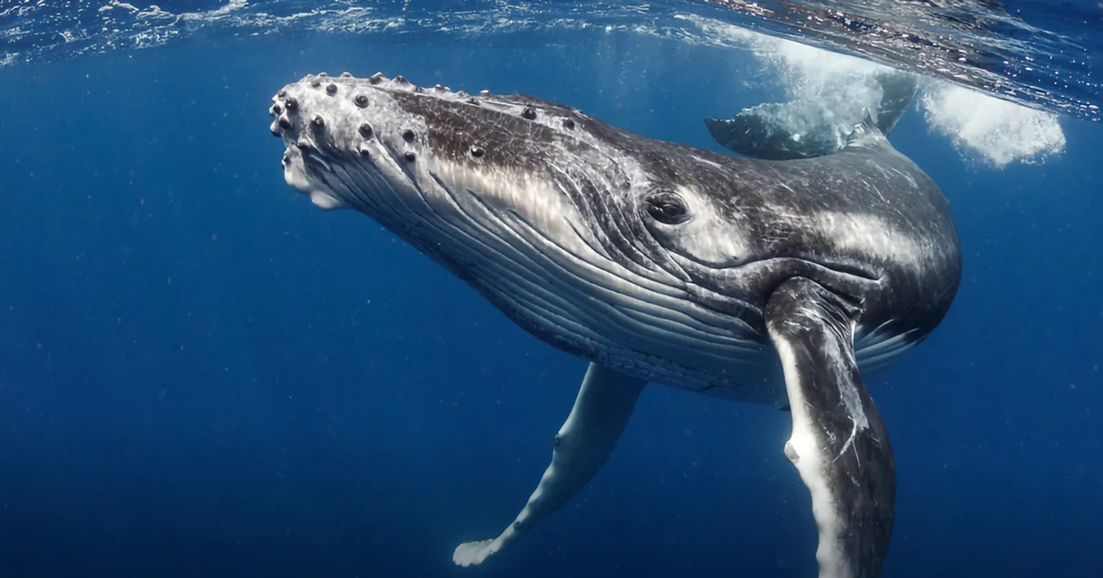 พบ ‘วาฬ’ ซุ่มช้อนเพิ่ม 64,000 BTC ใน 2 สัปดาห์ - แฟนๆ จับตาราคาทวงคืนพท. 30K