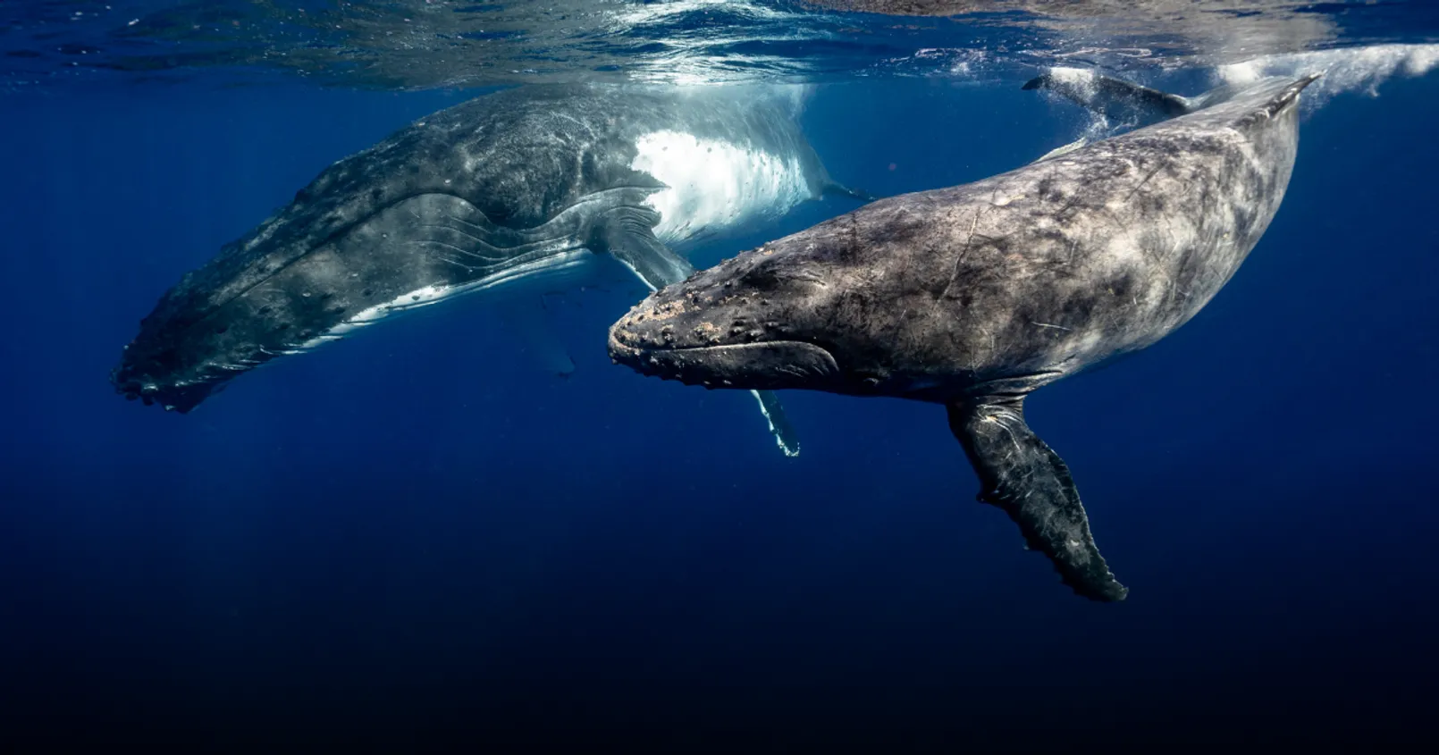 ‘วาฬหน้าใหม่’ มีความเร็วในการเข้าซื้อและการสะสม Bitcoin ที่มากกว่า ‘วาฬรุ่นเก่า’ เกือบ 2 เท่า
