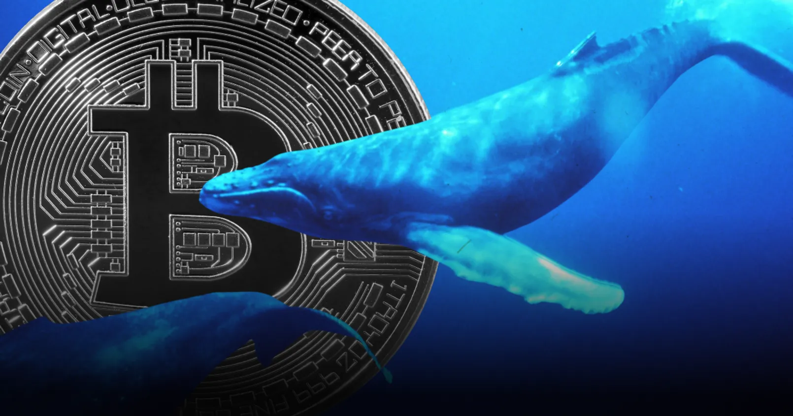 พบ 'วาฬ' ตัวหนึ่งเข้าช้อน Bitcoin นับตั้งแต่ที่ราคาเหรียญ ลดลงจากระดับ ATH