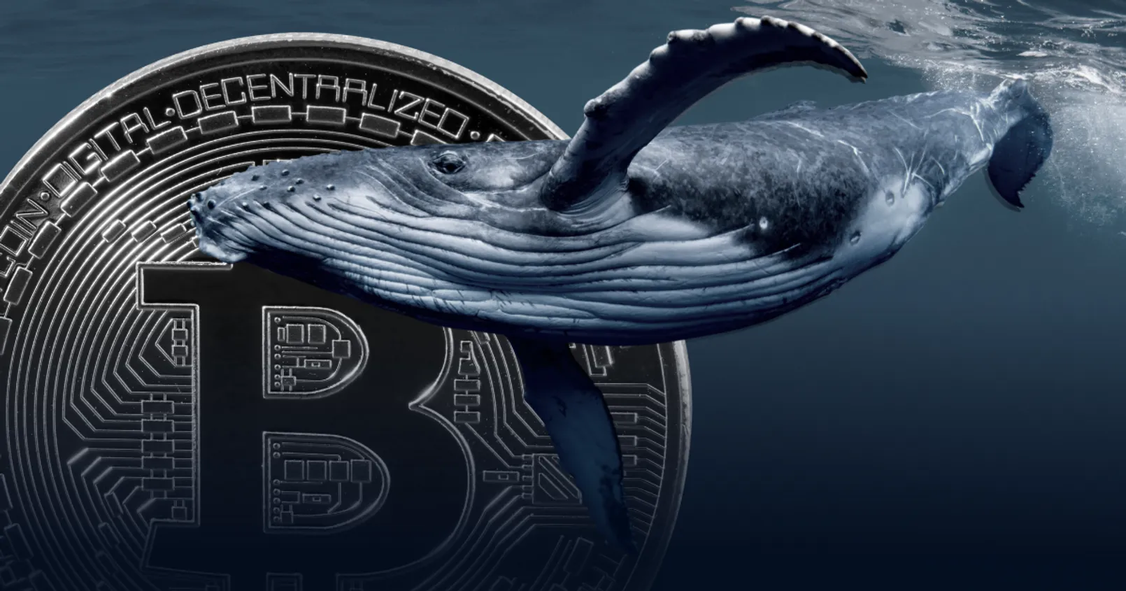 Whale Alert แจ้งเตือน! พบวาฬ Bitcoin ขนาดใหญ่