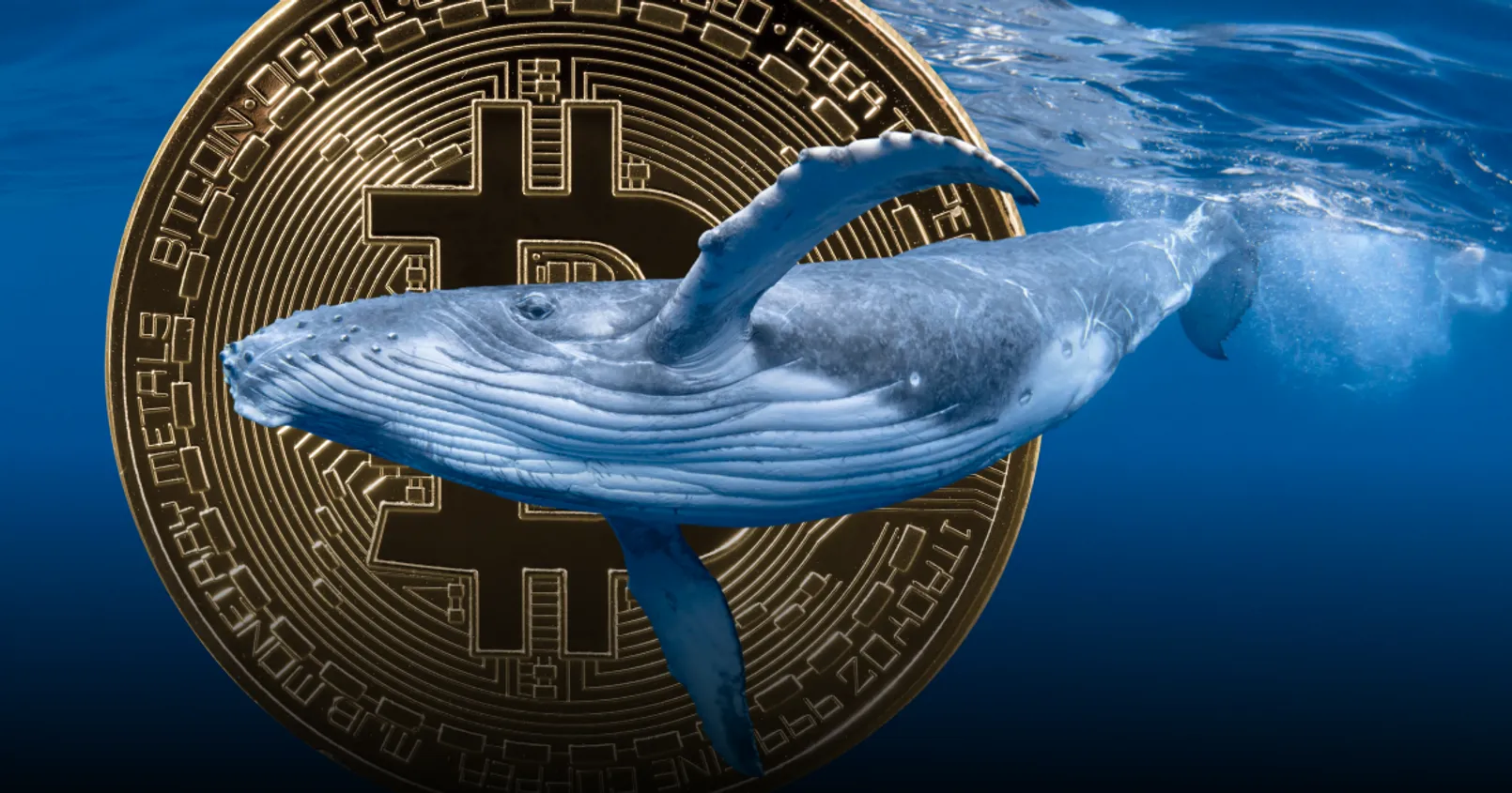 Santiment รายงาน! พบจำนวน ‘วาฬ Bitcoin ขนาดใหญ่’ เพิ่มขึ้นจำนวนมาก