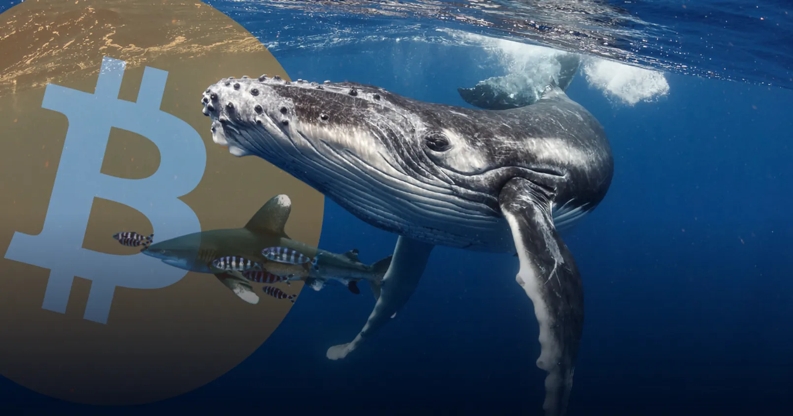 'วาฬ' และ 'ฉลาม' เข้าสะสม Bitcoin เพิ่มมากขึ้นในช่วง 7 สัปดาห์ที่ผ่านมา
