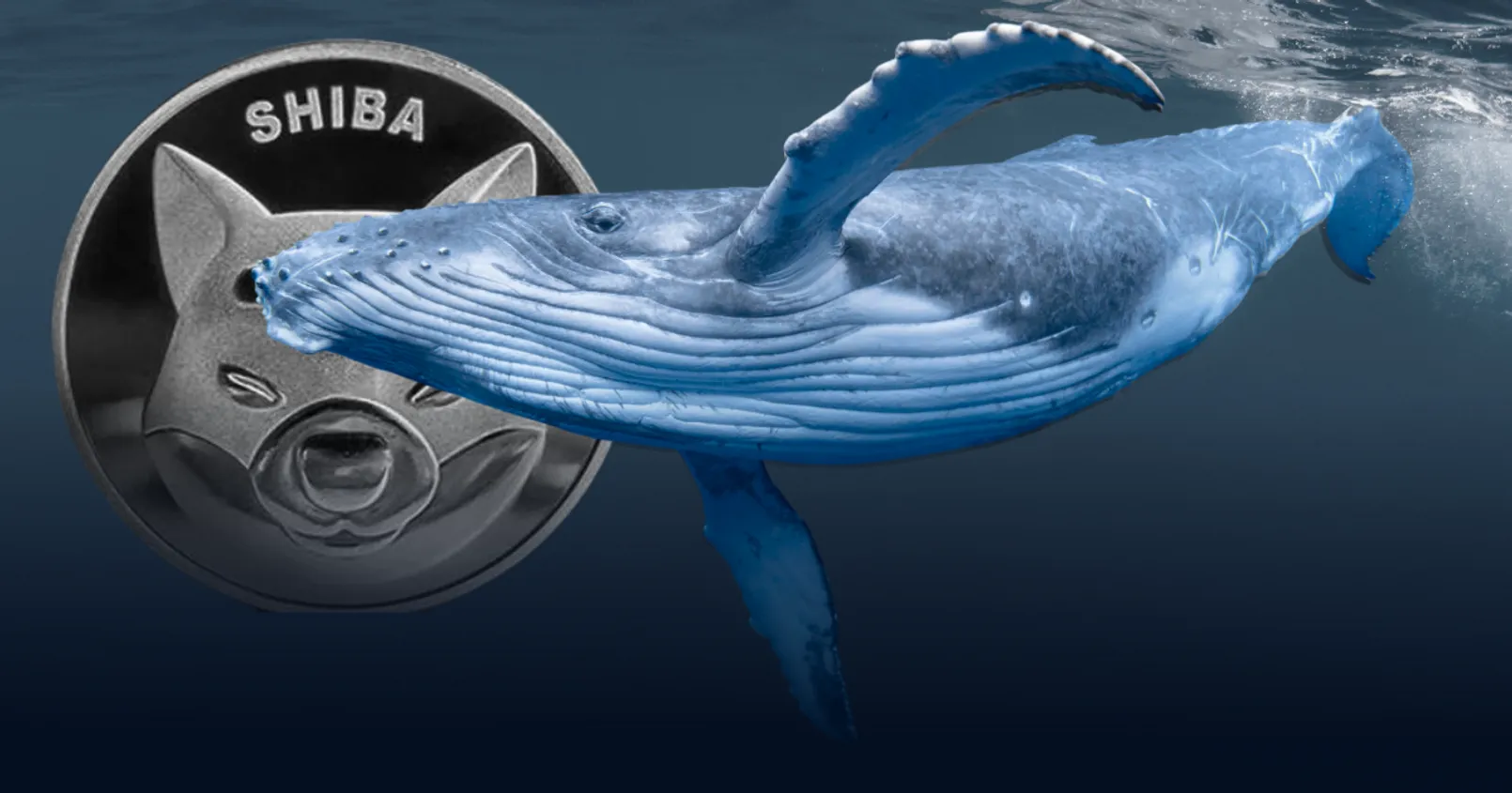 พบวาฬสองตัวเข้าซื้อเหรียญ Shiba Inu (SHIB) กว่า 1 ล้านล้านเหรียญ