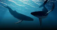 พบ 'วาฬ WBTC' เทขายเหรียญจำนวนกว่า 1,744 WBTC