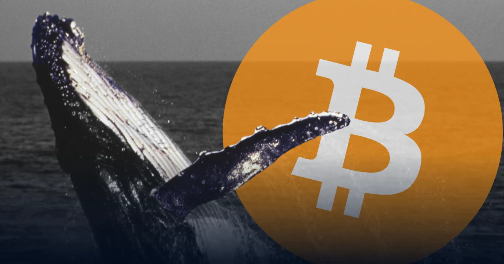 พบ 'วาฬ' จำนวนมาก เข้าสะสม Bitcoin เพิ่มรวมกว่า 84,897 เหรียญ ภายใน 5 สัปดาห์ 