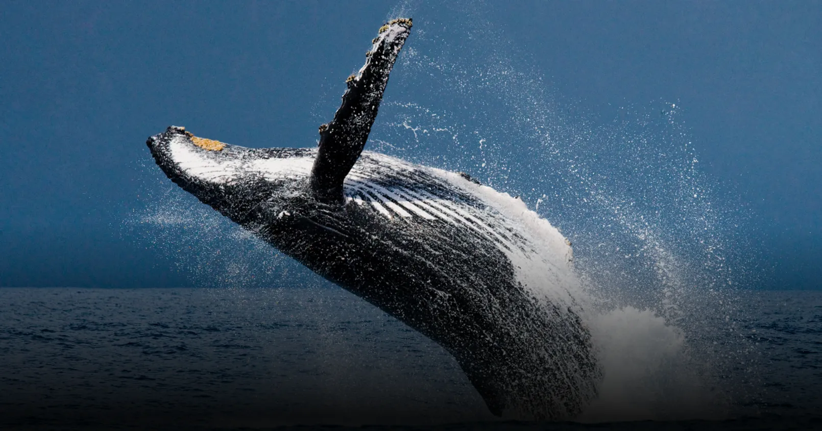 Lookonchain พบ 'วาฬยักษ์ 8 ตัว' เข้าสะสม Chainlink รวมกับมูลค่ากว่า 16.72 ล้านดอลล์
