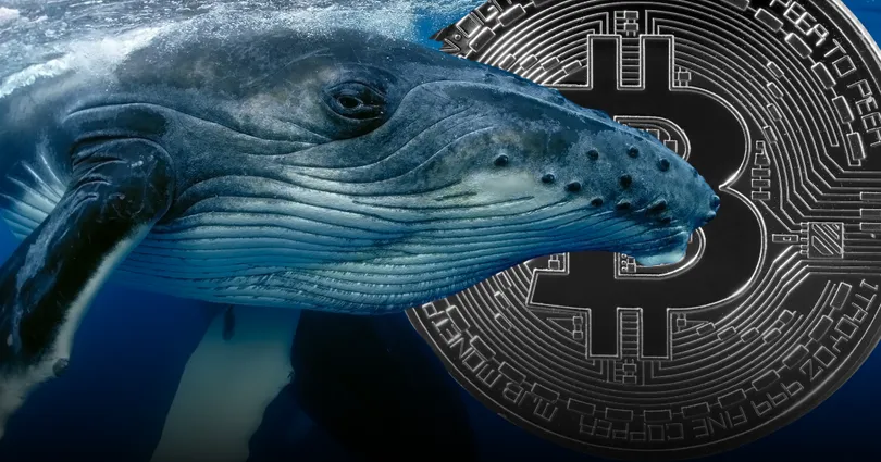 ข้อมูล 'on-chain' รายงาน! พบจำนวน 'วาฬ Bitcoin' มีจำนวนลดลง